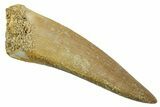 Fossil Plesiosaur (Zarafasaura) Tooth - Morocco #369747-1